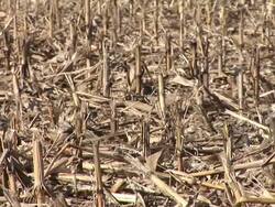 HD: Harvested corn field Stock Footage
