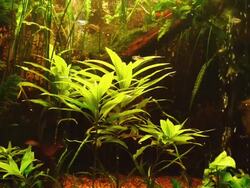 fish in large aquarium Stock Footage