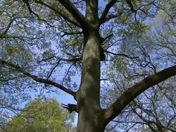 Oak Tree & Bluebells Stock Footage