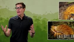 This Rainforest Caterpillar Looks Like Donald Trump Instructional Video