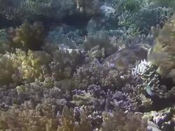 Green Turtle Resting Stock Footage