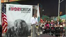 CLEAN : US crushes ton of ivory in New York's Times Square News Clip