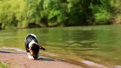 Little dog digging ground by the river Stock Footage