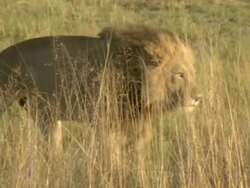 MS PAN Lions walking through various vegetation / Okavango Delta, North West District, Botswana Stock Footage