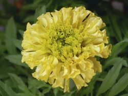 T/L, CU, French Marigold flower opening Stock Footage