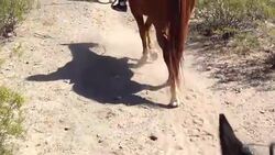 Horseback Riding in the Superstition Mountains Stock Footage