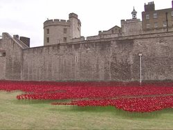 Poppies at Tower of London 100th Centenary of WW1 News Clip