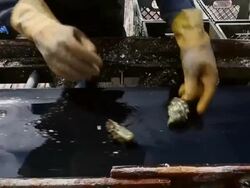 Oyster Farm On Point Reyes Nat'l Seashore Loses Court Appeal To Stay Open Stock Footage