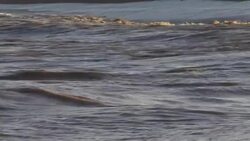 Loggerhead turtle Stock Footage