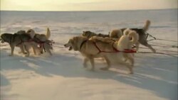 A team of sled dogs trots along the snowy tundra. Stock Footage