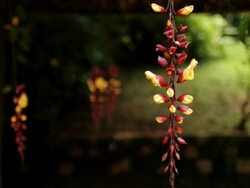 hanging flowering vine Stock Footage