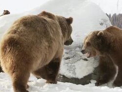 MS TS SLO MO Two grizzly bears walking on snow / Livingstone, Montana, United States Stock Footage