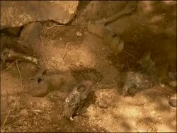 Remains of lynx prey, Sierra Morena, Andalucia, Southern Spain Stock Footage
