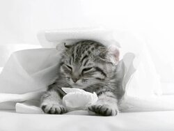 Cat Sleeping Stock Footage