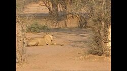 Lion and lioness in Lower Zambezi National Park News Clip