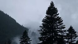 Silhouettes of fir trees and low clouds Stock Footage