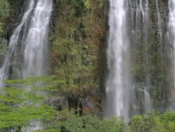 MS Detail of Opakaa Falls and trees / Wailua, Kauai, Hawaii, United States Stock Footage