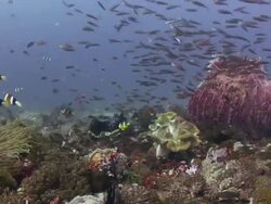 Giant barrel sponge (Xestospongia testudinaria) Stock Footage