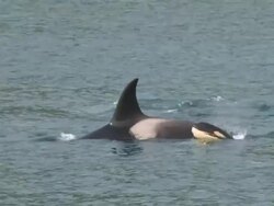 Killer Whale Pod Stock Footage