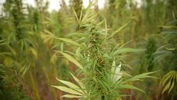 Cannabis Stock Footage