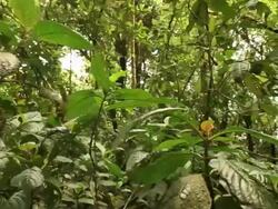 Rainforest Floor Stock Footage