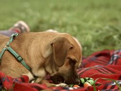 HD: Cute Little Girl With A Puppy Stock Footage
