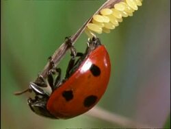 Ladybird Beetle (Coccinella 7-punctata) laying eggs to join cluster, England Stock Footage