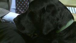 New techniques to help those with dementia News Clip