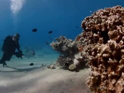 Coral And Fish Stock Footage