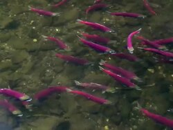 MS ZI PAN Coho salmons spawning in Horsefly river / Horsefly, British Columbia, Canada Stock Footage