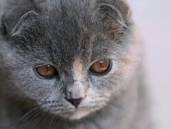 HD: Scottish Fold Kitten Looking Up Stock Footage