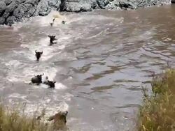 incredible fighting for survival - Great Wildebeest Migration in Kenya Stock Footage