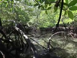 Mangrove forest Stock Footage