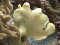 Frog Fish with fins adapted as 'hands', Southern Visayas, Philippines Stock Footage