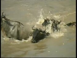 Wildebeests crossing Mara river in deep water, MS, Kenya Stock Footage