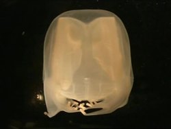 A unique species of jellyfish is given the usual name of Bart News Clip