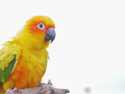 Colorful parrot on the branch,Slow Motion Stock Footage