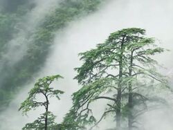 forest fog Stock Footage