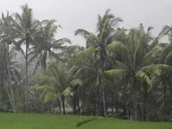 MS Monsoon rains over palmtrees / Ubud, Bali, Indonesia Stock Footage