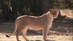 A lioness stands in a clearing and watches. Stock Footage