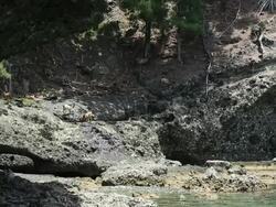 MS Cliff of Pillow lava and Wild goat and Pandanus boninensis, Endemism of Ogasawara islands / Ogasawara Islands, Tokyo, Japan Stock Footage