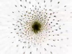 FROM WHITE THISTLE : large (LOOP) Stock Footage