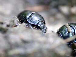 Dung beetles working - Copris genre Stock Footage