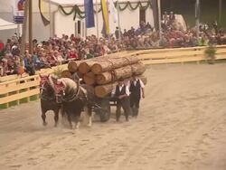 audience and man on horses, men on horses, horse drawn carriage with wood Stock Footage