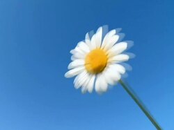 Daisy flower Stock Footage