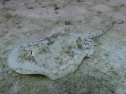 "Flounder swimming on top of sea bed, Gulf of Mexico" Stock Footage