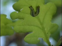Time lapse - Caterpillar feeding on underside of oak leaf, UK Stock Footage