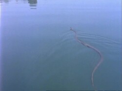 Grass Snake swimming away from camera Stock Footage
