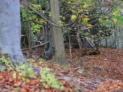 A man jumping on his mountain bike on a singletrack dirt trail through a forest. Stock Footage