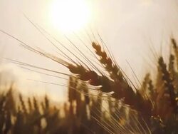Wheat crop ears Stock Footage